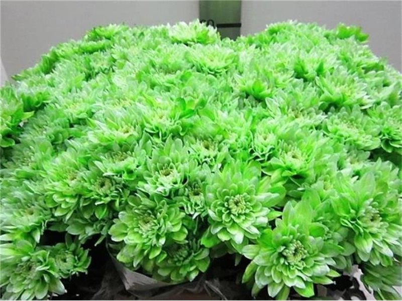 Marjetka T Euro Green c1010