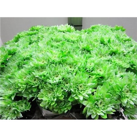 Marjetka T Euro Green c1010
