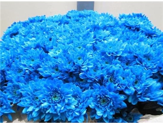 Marjetka T Euro Pale Blue c1013