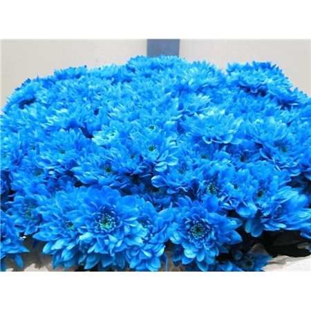 Marjetka T Euro Pale Blue c1013