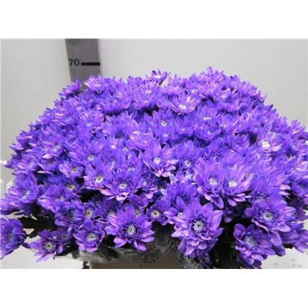 Marjetka T Euro Pale Milka c1014