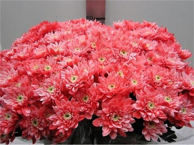 Marjetka T Euro Rose c1016