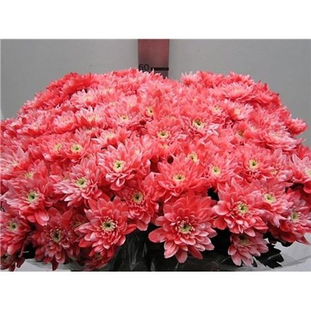 Marjetka T Euro Rose c1016