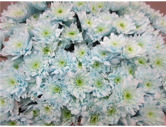 Marjetka T Euro Sweet Blue c1018