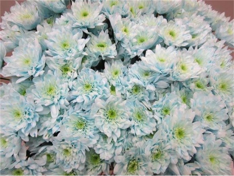 Marjetka T Euro Sweet Blue c1018
