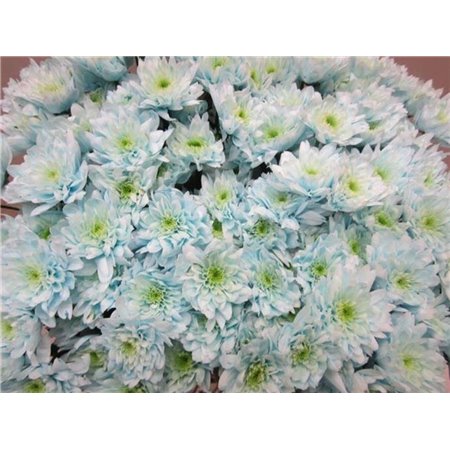 Marjetka T Euro Sweet Blue c1018