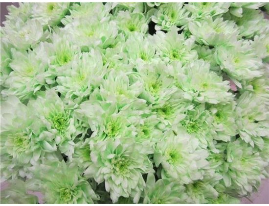 Marjetka T Euro Sweet Green c1019