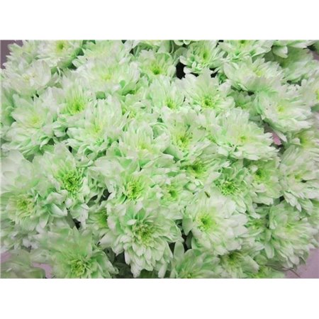 Marjetka T Euro Sweet Green c1019