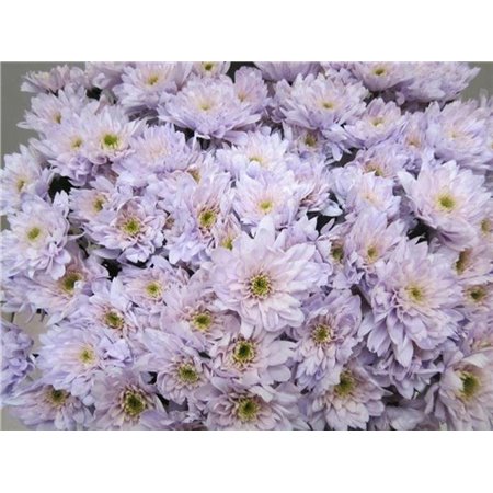 Marjetka T Euro Sweet Milka c1020