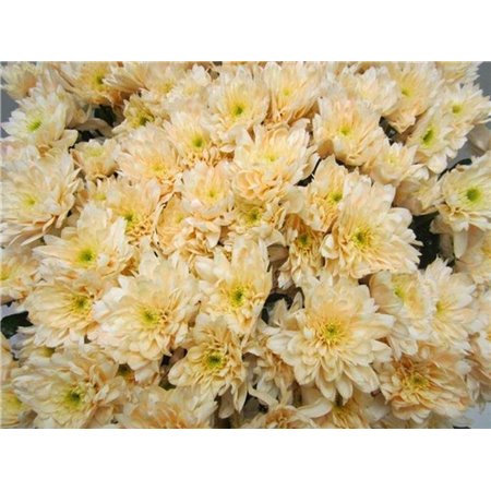 Marjetka T Euro Sweet Salmon c1022