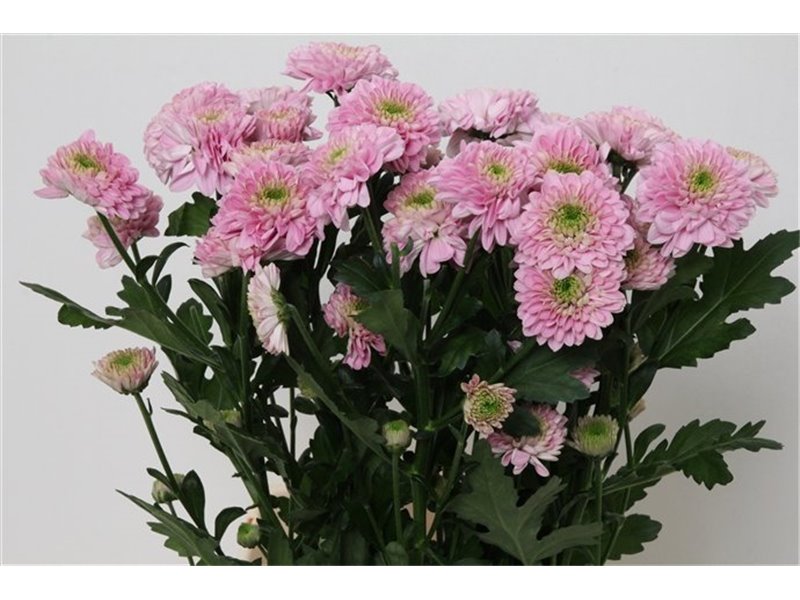 Marjetka T Letsgo Pink c1029