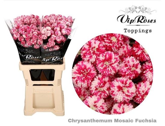 Marjetka T Mosaic Fuchsia c1036