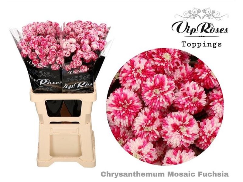 Marjetka T Mosaic Fuchsia c1036
