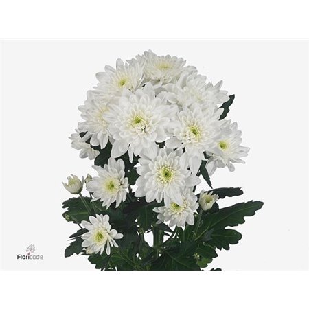 Marjetka T Pina Colada c1044