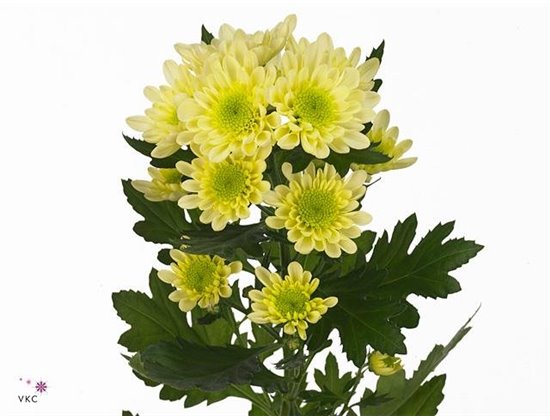Marjetka T Radost Cream c1048