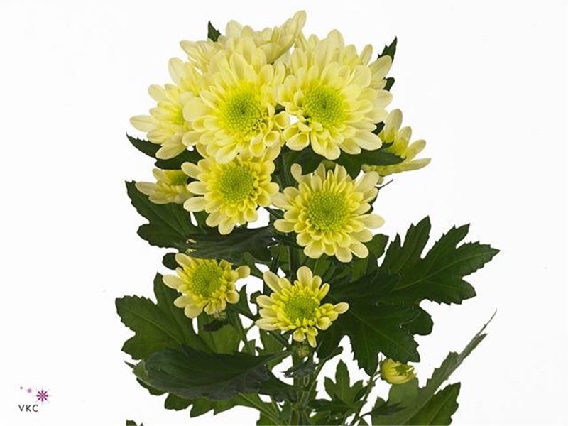 Marjetka T Radost Cream c1048