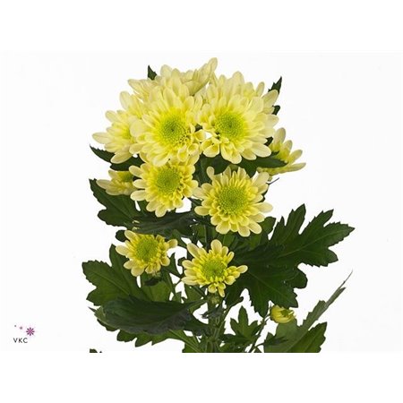 Marjetka T Radost Cream c1048