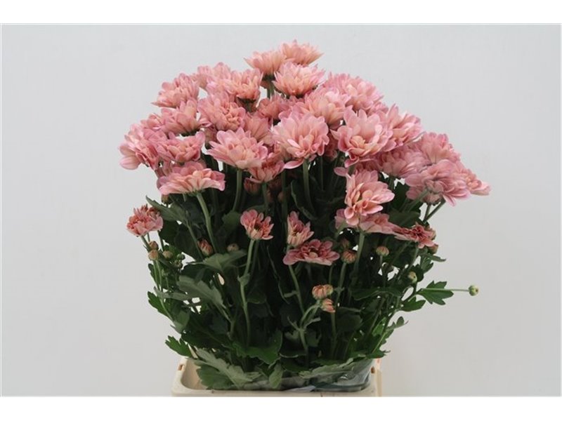 Marjetka T Resq Lucie c1051