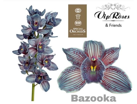 Cymbidium Dyed Bazooka c1104