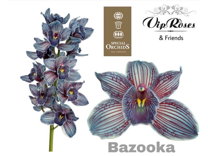 Cymbidium Dyed Bazooka c1104
