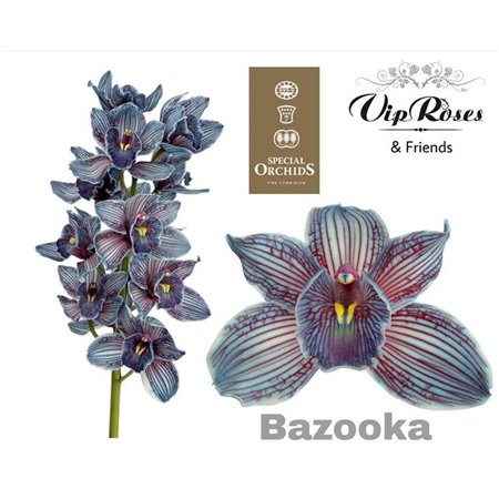 Cymbidium Dyed Bazooka c1104