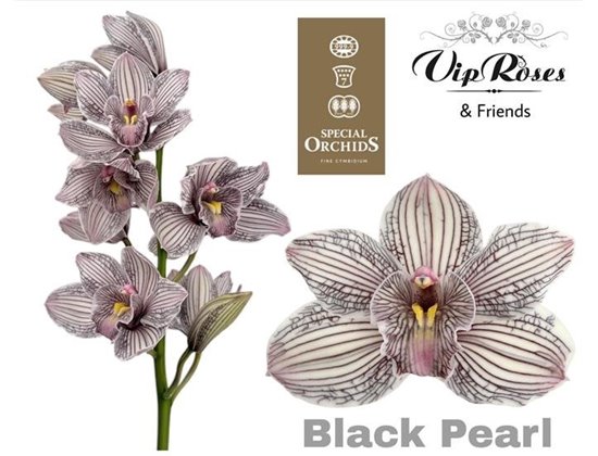 Cymbidium Dyed Black Pearl c1105