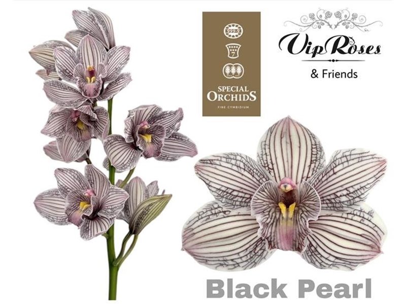 Cymbidium Dyed Black Pearl c1105