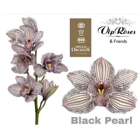 Cymbidium Dyed Black Pearl c1105
