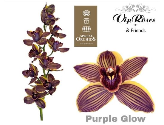 Cymbidium Dyed Black Pearl c1106