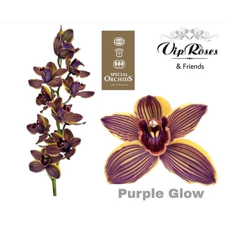 Cymbidium Dyed Black Pearl c1106