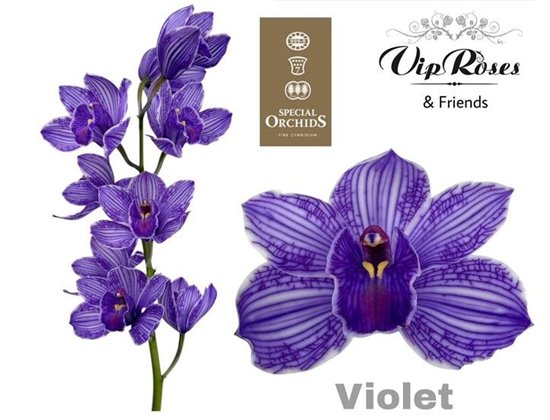 Cymbidium Dyed Violet c1107