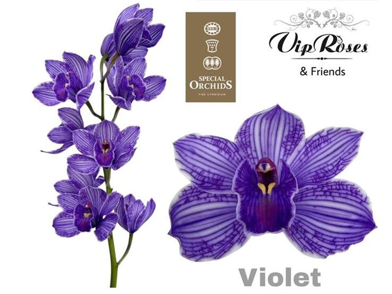 Cymbidium Dyed Violet c1107