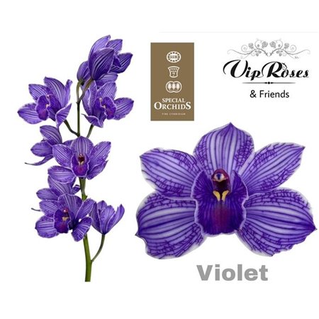 Cymbidium Dyed Violet c1107