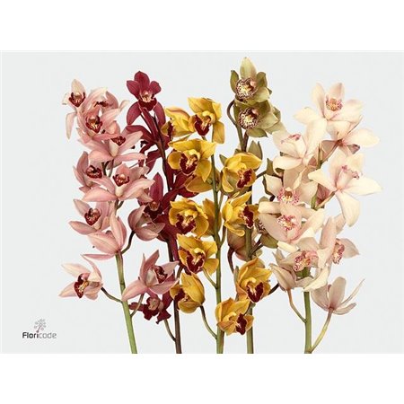 Cymbidium mini Mixed c1108