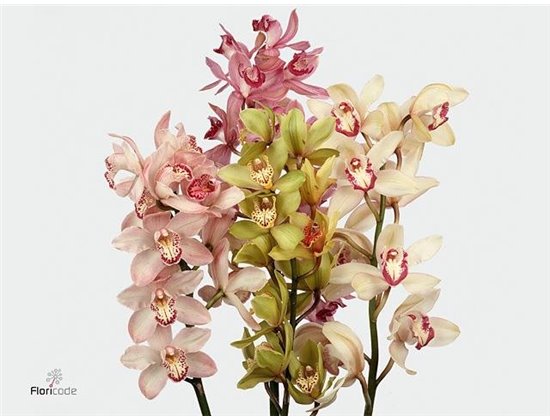 Cymbidium T Mixed c1109