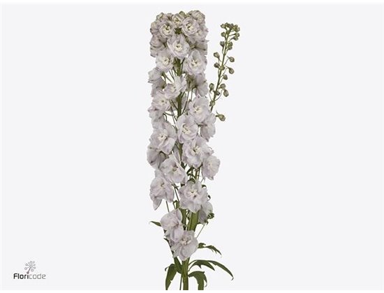 Delphinium Du Dew Pink Spijker c1214