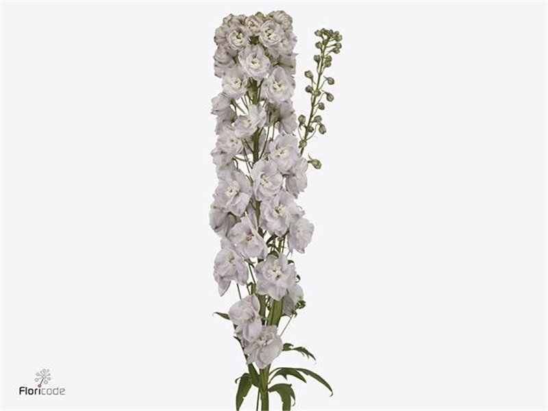 Delphinium Du Dew Pink Spijker c1214