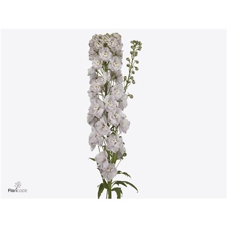 Delphinium Du Dew Pink Spijker c1214