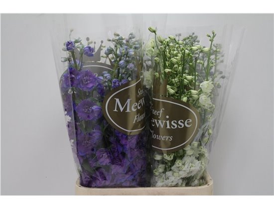 Delphinium Du Mixed c1215