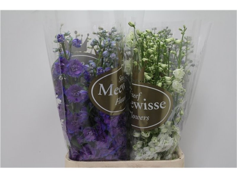 Delphinium Du Mixed c1215