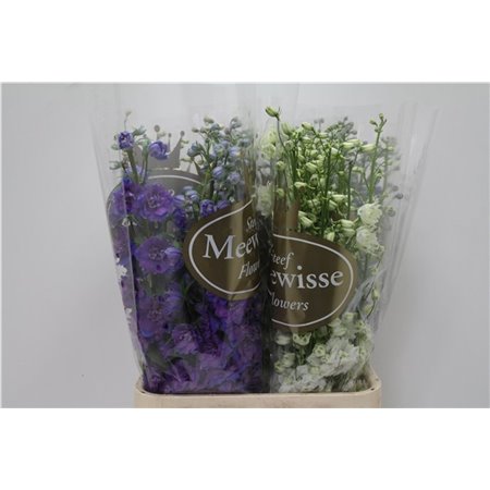 Delphinium Du Mixed c1215