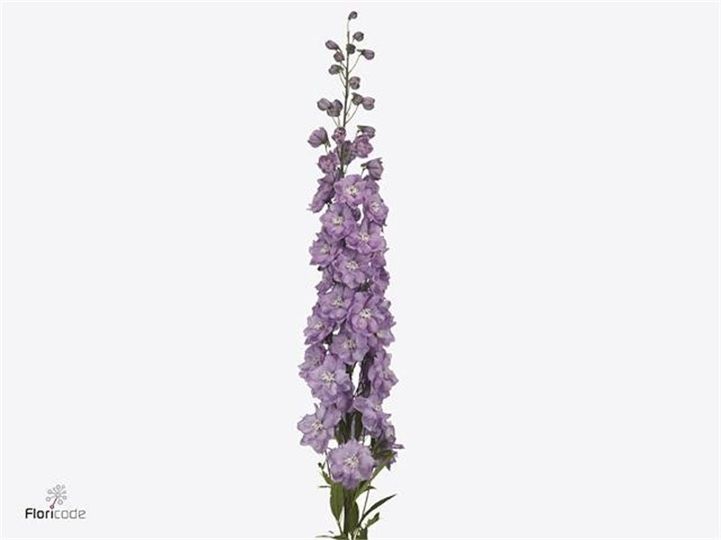 Delphinium El Dewi Hercules c1217