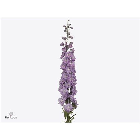 Delphinium El Dewi Hercules c1217