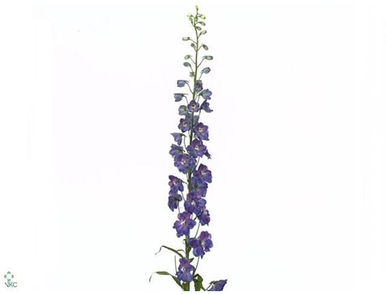 Delphinium El Guard Blue c1218