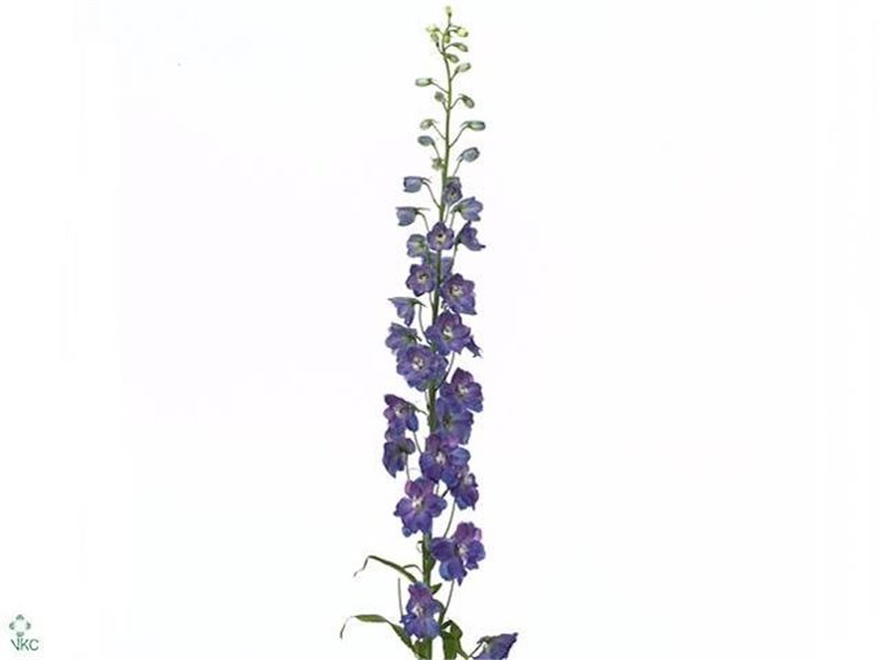 Delphinium El Guard Blue c1218