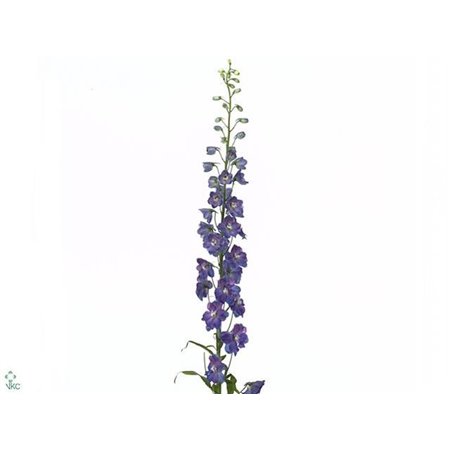 Delphinium El Guard Blue c1218