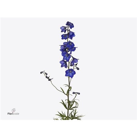 Delphinium En Atlantis c1219