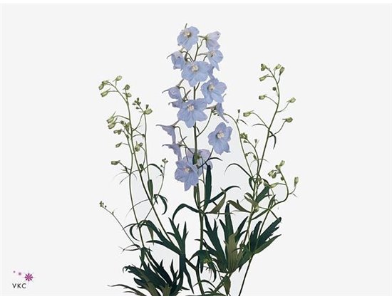 Delphinium En Ballkleid c1220
