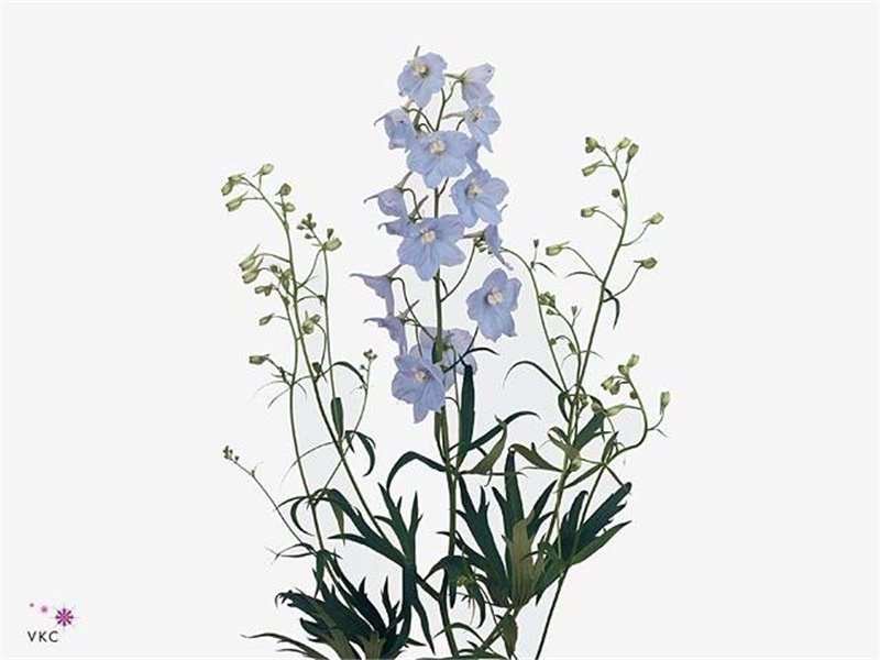Delphinium En Ballkleid c1221