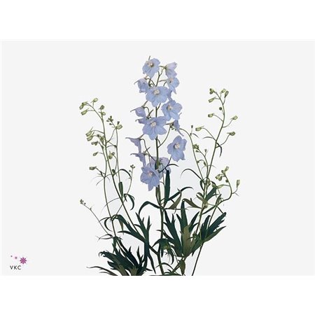Delphinium En Ballkleid c1221